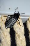 Necrodes littoralis