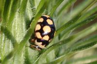 Coccinula quatuordecimpustulata