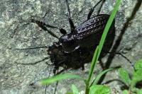 Carabus granulatus