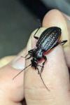 Carabus granulatus