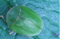 Cassida viridis