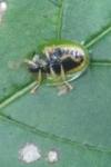 Cassida viridis