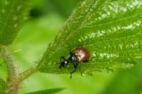 Compsapoderus erythropterus