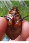 Cybister lateralimarginalis