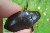 Cybister lateralimarginalis