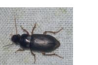 Pseudoophonus rufipes