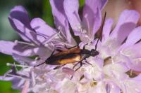 Stenurella melanura
