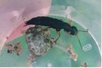Ocypus brunnipes