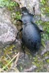 Carabus coriaceus