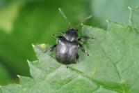 Bromius obscurus