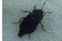 Thanatophilus sinuatus