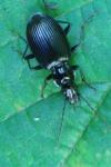 Platynus assimilis