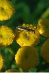 Chrysanthia geniculata