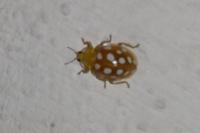 Halyzia sedecimguttata