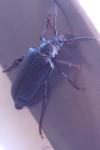 Prionus coriarius