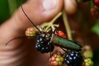 Aromia moschata
