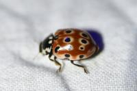Anatis ocellata