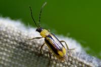 Diabrotica virgifera