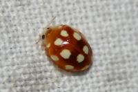 Vibidia duodecimguttata