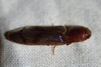 Stenagostus rhombeus