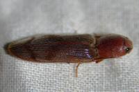 Stenagostus rhombeus