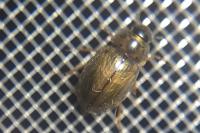 Enochrus quadripunctatus