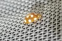 Vibidia duodecimguttata
