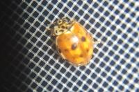 Harmonia quadripunctata