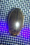 Rhantus