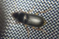 Harpalus