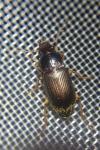 Pseudoophonus rufipes
