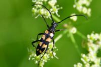 Leptura quadrifasciata