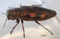 Chrysobothris solieri