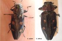 Chrysobothris solieri