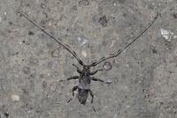 Acanthocinus griseus