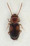 Laemophloeus monilis