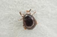 Aspidiphorus orbiculatus