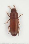 Tribolium castaneum