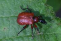 Apoderus coryli