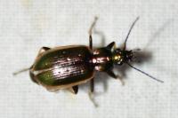 Agonum marginatum