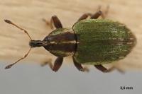 Hypera nigrirostris