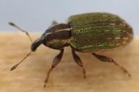 Hypera nigrirostris