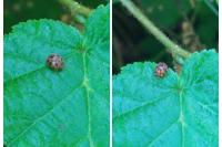 Subcoccinella vigintiquatuorpunctata