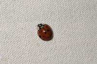 Harmonia axyridis