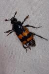 Nicrophorus vespillo