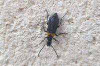 Sitaris muralis