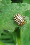 Leptinotarsa decemlineata