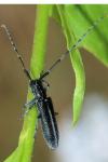 Agapanthia cardui
