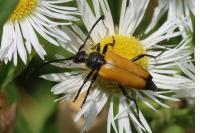 Stictoleptura fulva