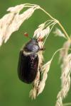 Amphimallon atrum